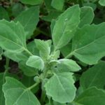 Lecznicze właściwości komosy ryżowej