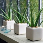 Jak przygotować aloes dla zdrowia i utraty wagi