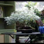 Czy bylica jest halucynogenem ?