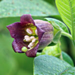 Dlaczego belladonna jest niebezpieczna dla ludzi?