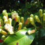 Właściwości lecznicze goździków