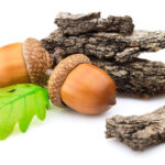 Właściwości lecznicze kory dębu