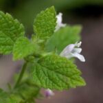 Właściwości lecznicze melisy