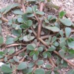 Właściwości lecznicze portulaki