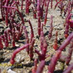 Czym jest salina: źródło jodu i soli, przysmak czy chwast?