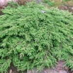 Jakie choroby leczy jałowiec?