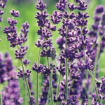 Jakie choroby leczy ziele lawendy?