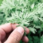 Jak zapach piołunu wpływa na osobę?