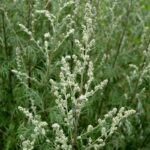 Zastosowanie piołunu w medycynie ludowej