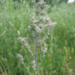 Jak bylicy pospolitej wpływa na ciśnienie krwi u ludzi?