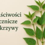 Właściwości lecznicze pokrzywy
