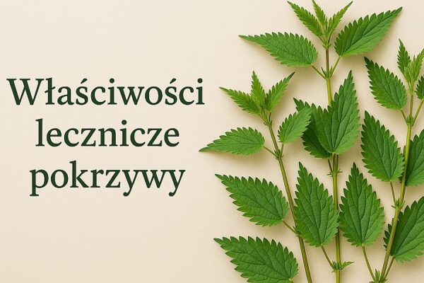 Właściwości lecznicze pokrzywy