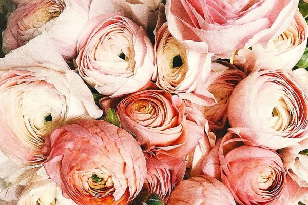 Jaskry (Ranunculus) – najbardziej niezwykłe wiosenne kwiaty