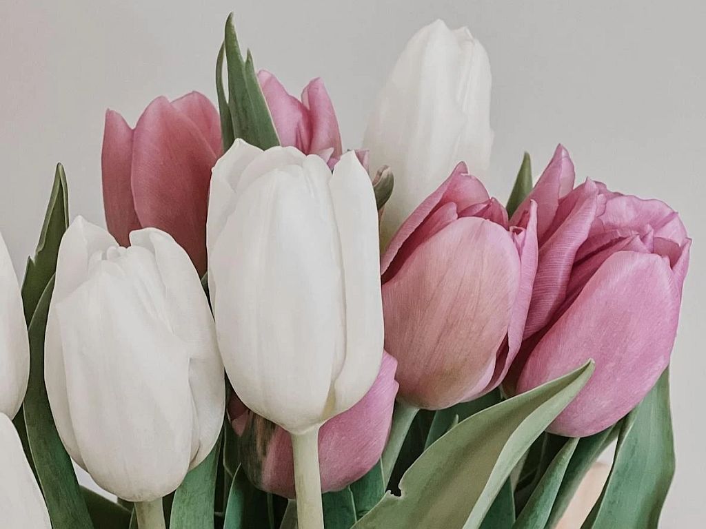 Tulipany – świeżość w każdym pąku