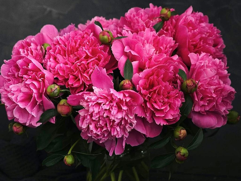 Piwonie – mistrz wiosennego zapachu