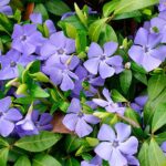 Де можна садити барвінок