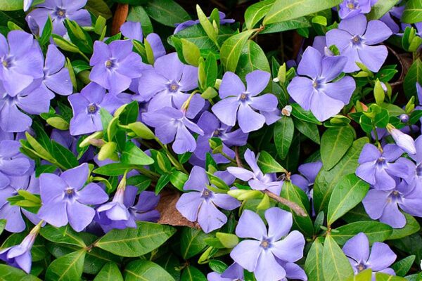 Де можна садити барвінок