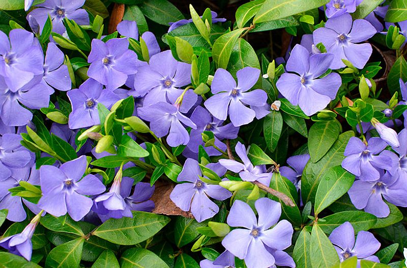 Де можна садити барвінок