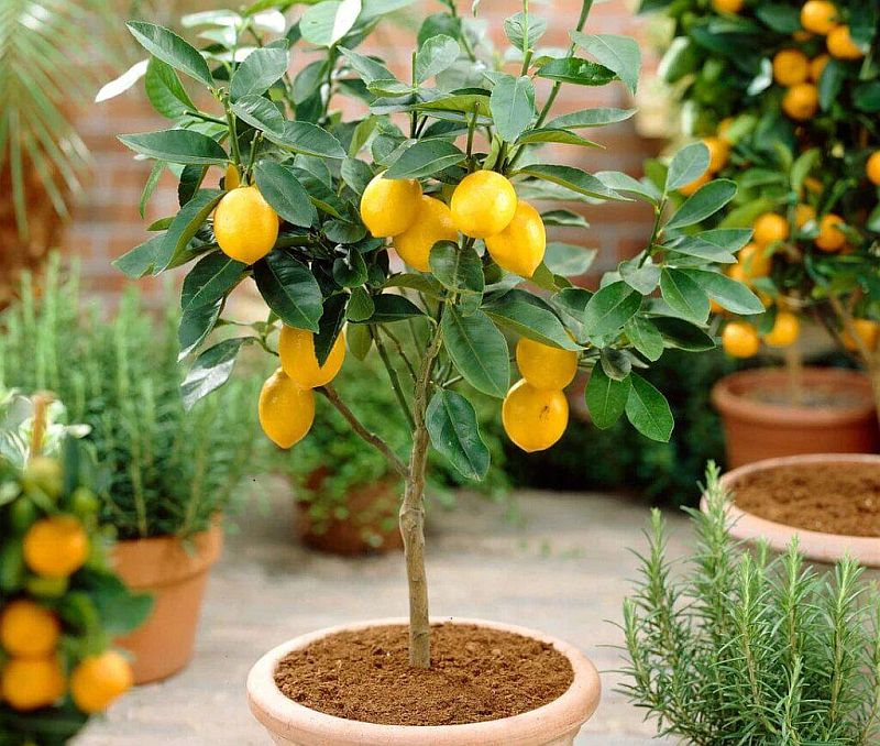 Вирощування лимона в горщику в квартирі
