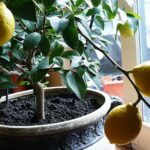Вирощування лимона вдома