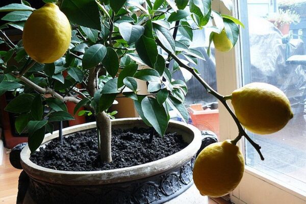 Вирощування лимона вдома